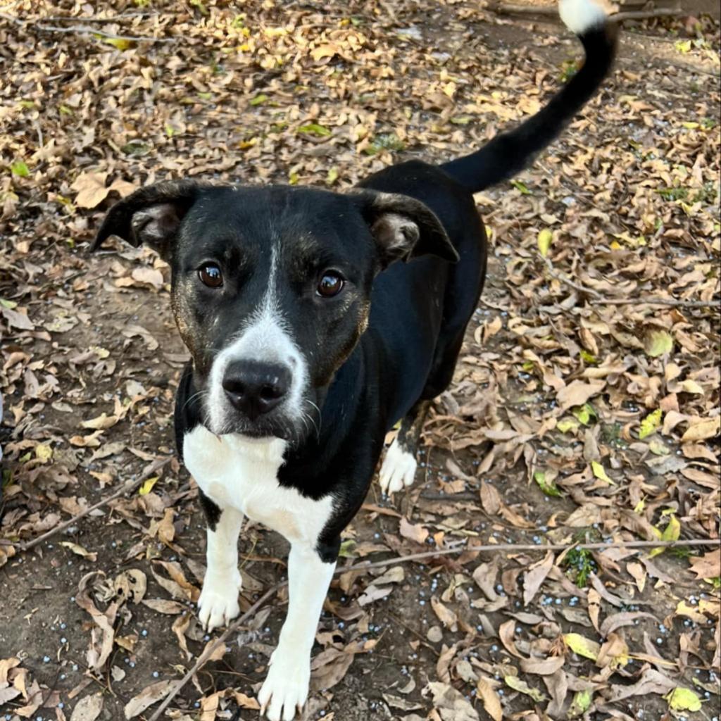 Maple, an adoptable Pit Bull Terrier in Brainerd, MN, 56401 | Photo Image 2