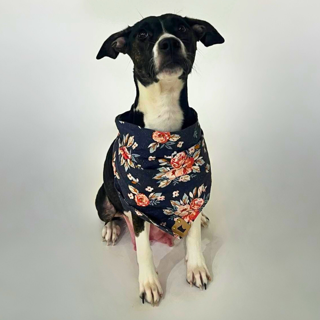 Maple, an adoptable Pit Bull Terrier in Brainerd, MN, 56401 | Photo Image 3