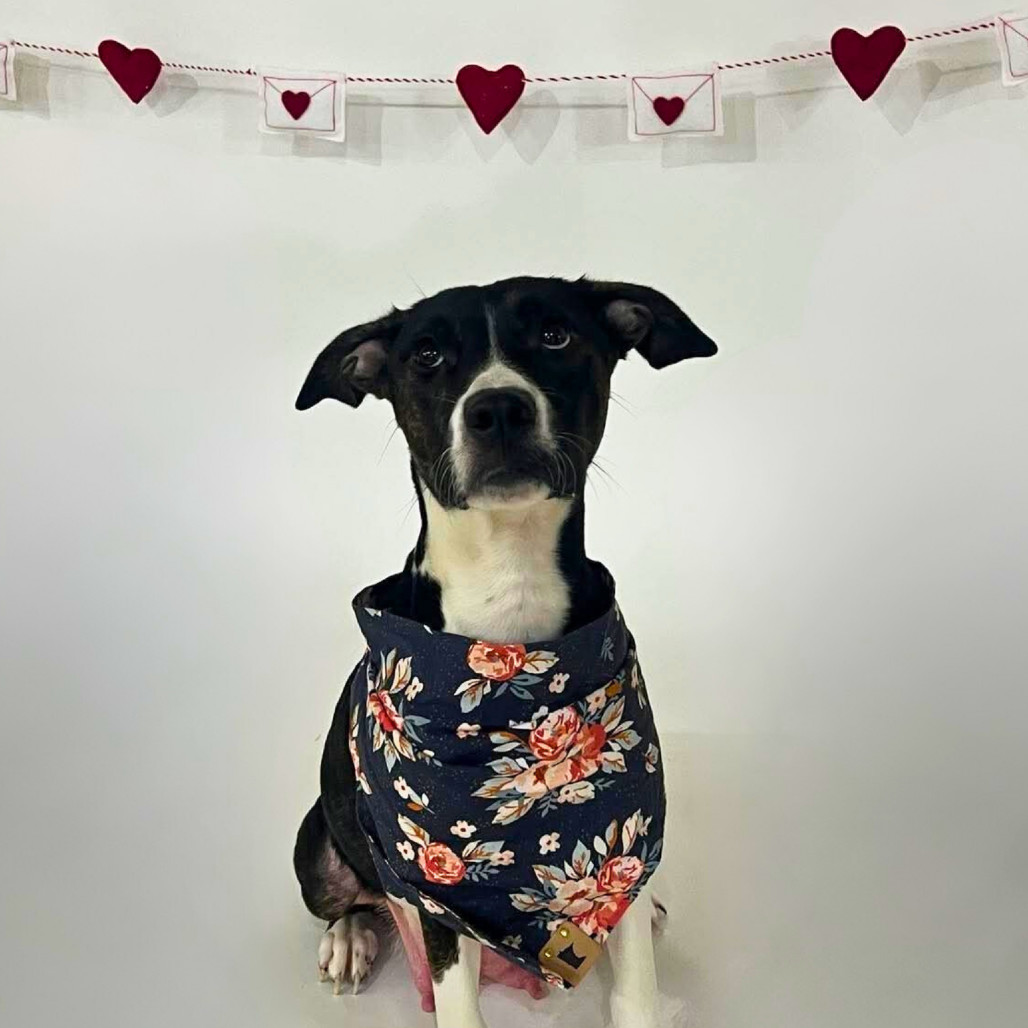 Maple, an adoptable Pit Bull Terrier in Brainerd, MN, 56401 | Photo Image 4