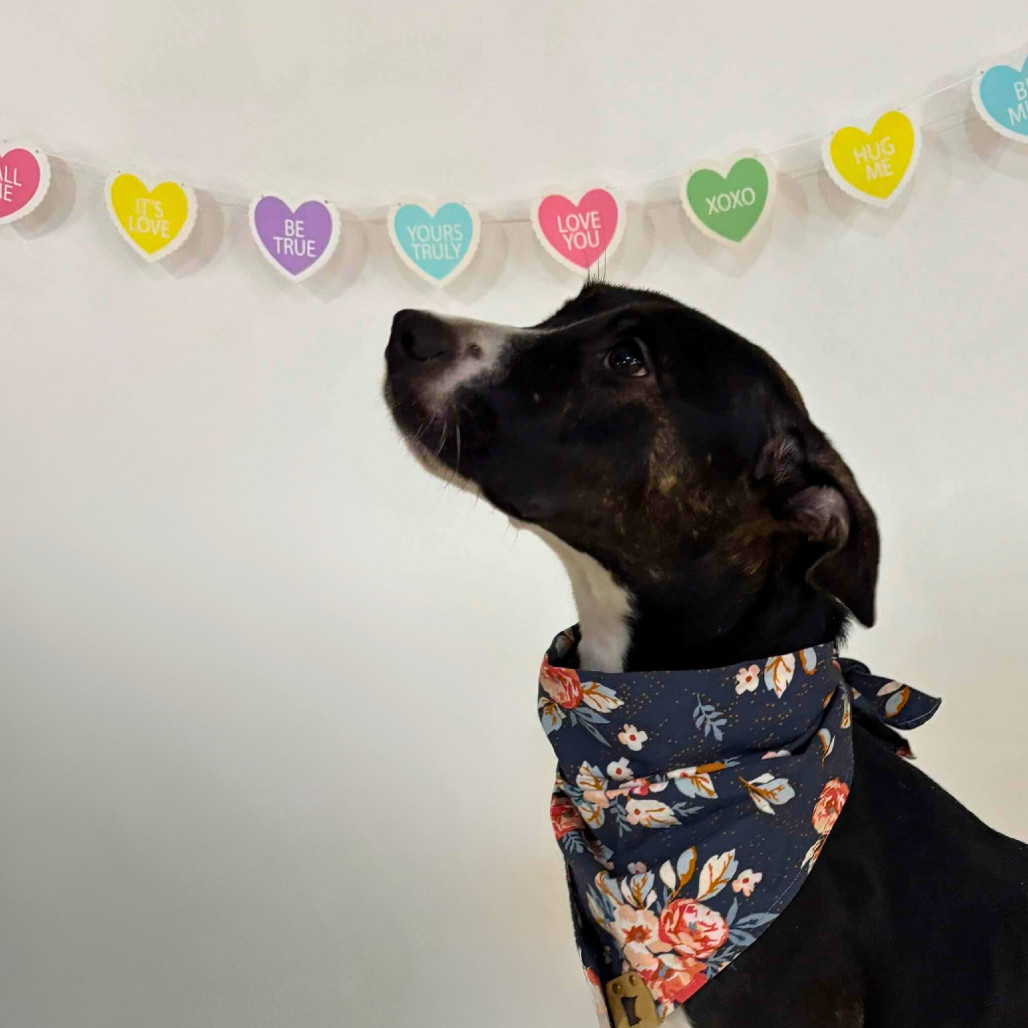 Maple, an adoptable Pit Bull Terrier in Brainerd, MN, 56401 | Photo Image 5