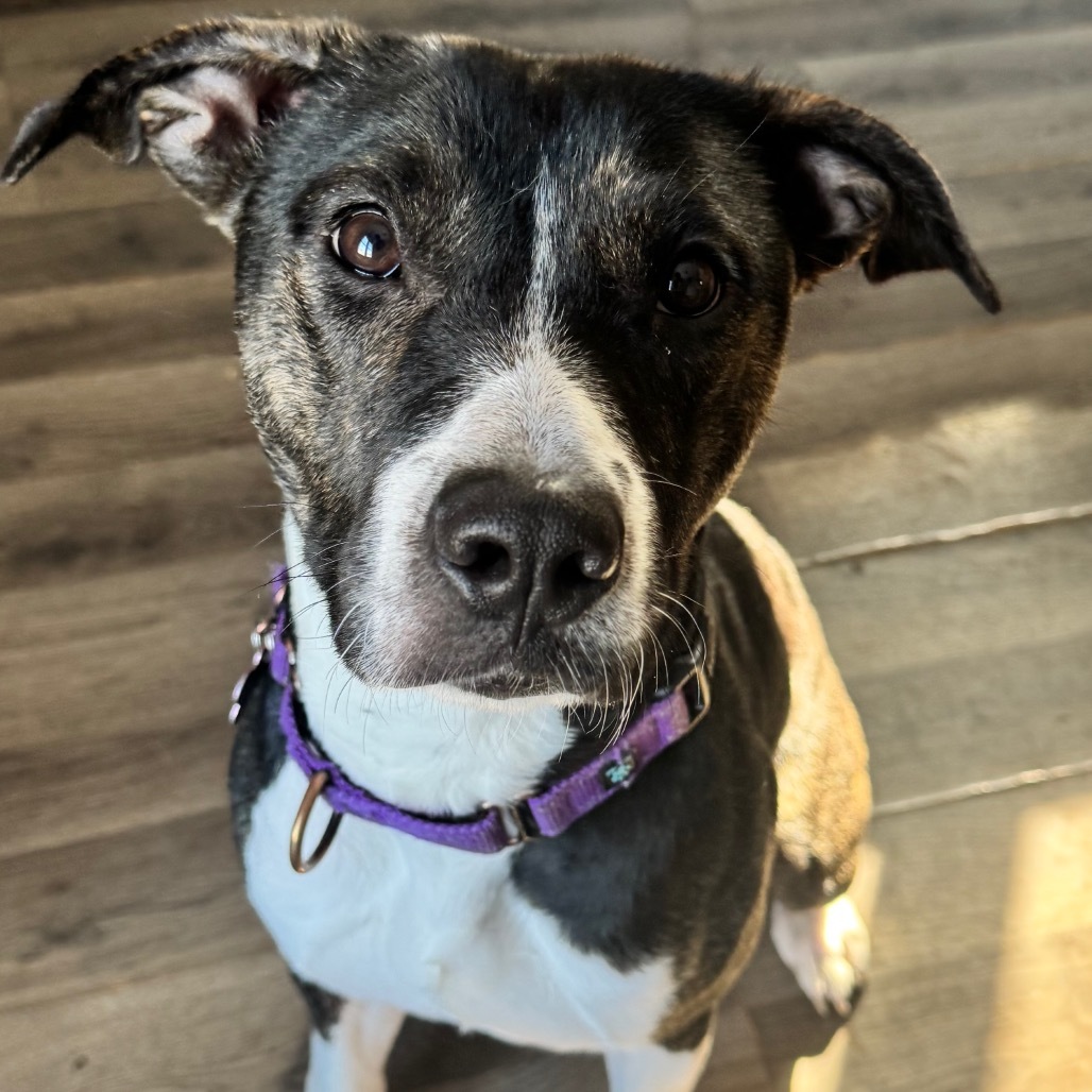 Maple, an adoptable Pit Bull Terrier in Brainerd, MN, 56401 | Photo Image 6