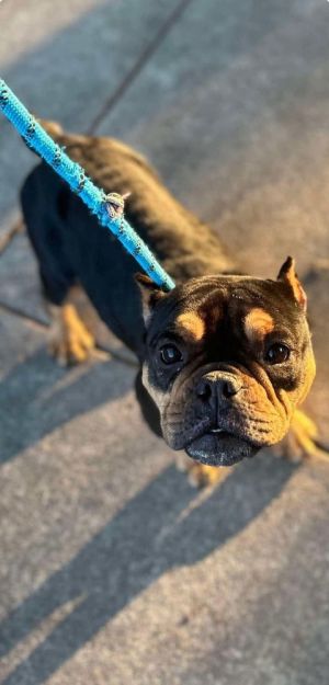 You can fill out an adoption application online on our official websiteMelodie GA is a female Fre