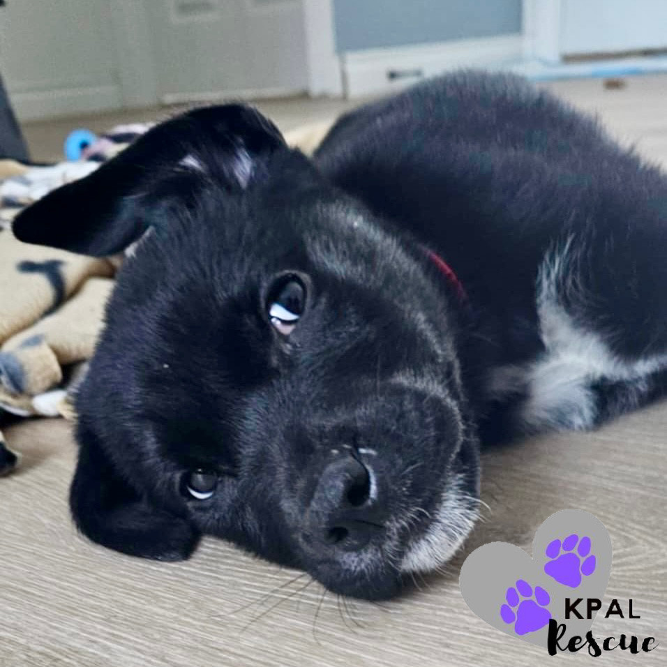 Butcher - Magnificent Seven, an adoptable Golden Retriever, Labrador Retriever in Kenai, AK, 99611 | Photo Image 1