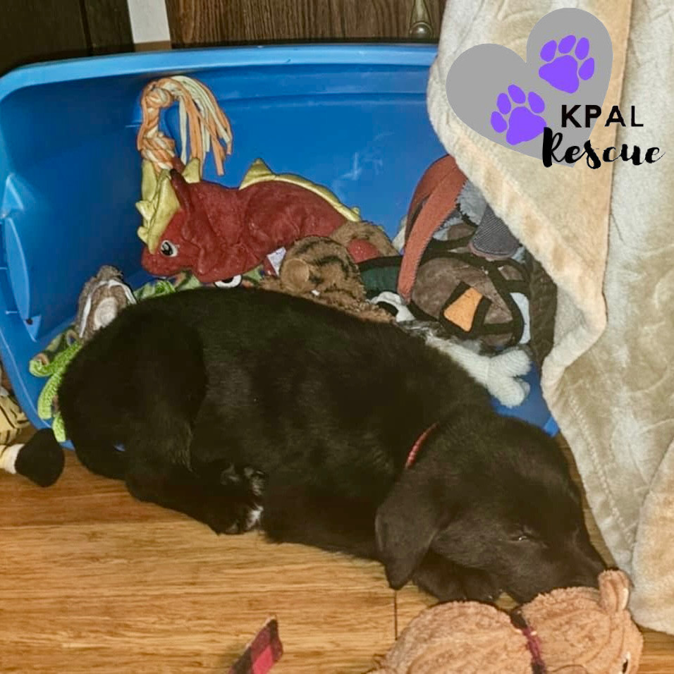 Butcher - Magnificent Seven, an adoptable Golden Retriever, Labrador Retriever in Kenai, AK, 99611 | Photo Image 2