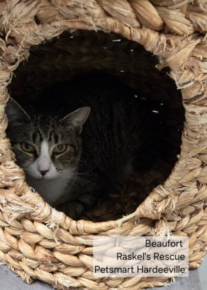 Beaufort, Young Female Domestic Short Hair