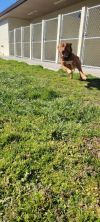 Smeargle photo 5