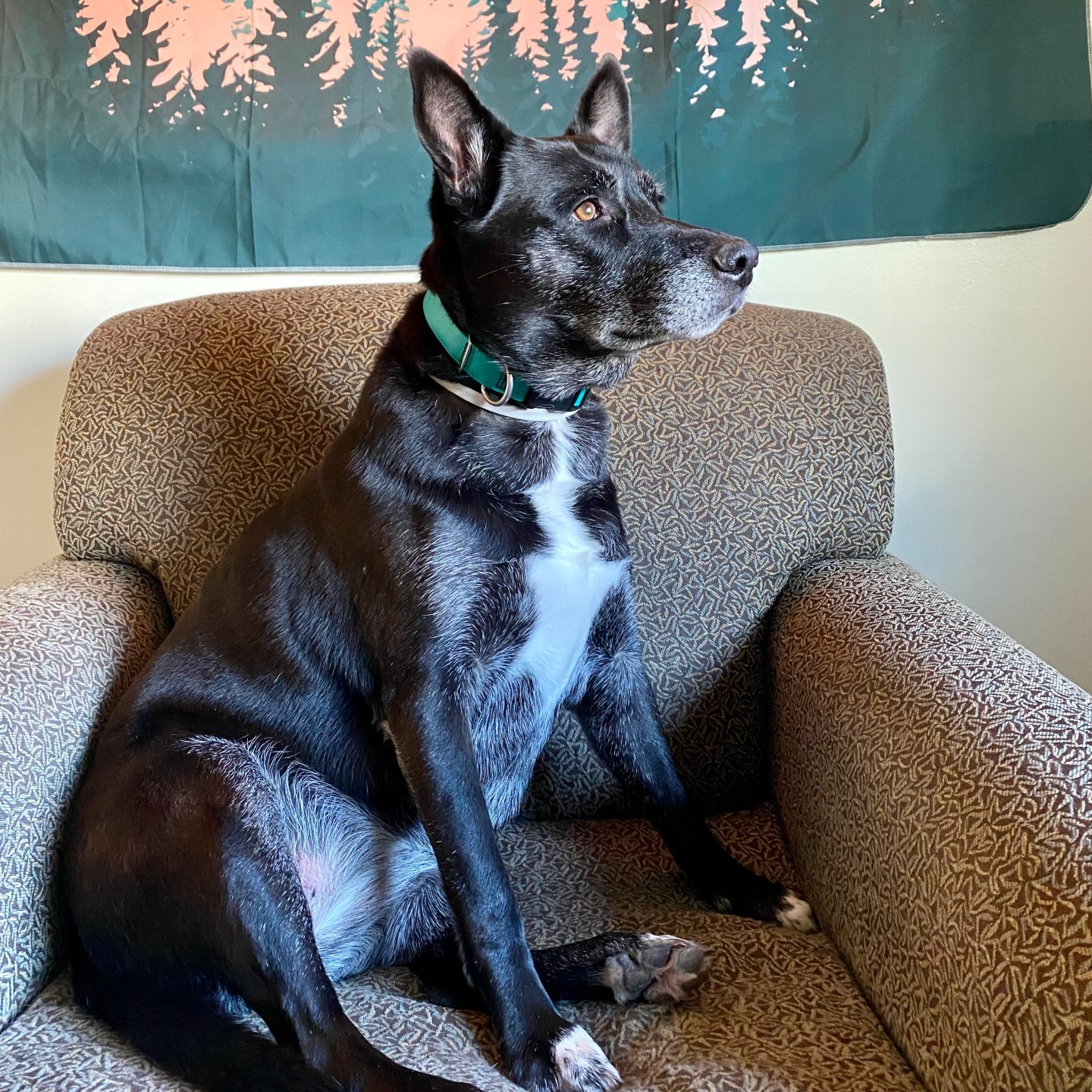 Sadie, an adoptable German Shepherd Dog, Border Collie in Gwinn, MI, 49841 | Photo Image 1