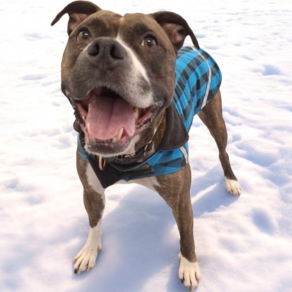 Molly - Lonely Heart, an adoptable Pit Bull Terrier, Mixed Breed in Gwinn, MI, 49841 | Photo Image 1