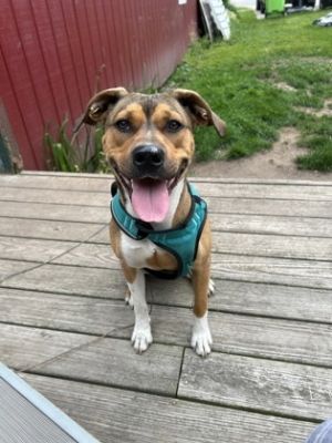 Lizzie, Adult Female Mixed Breed