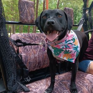 Molly 02-0403, Adult Female Labrador Retriever