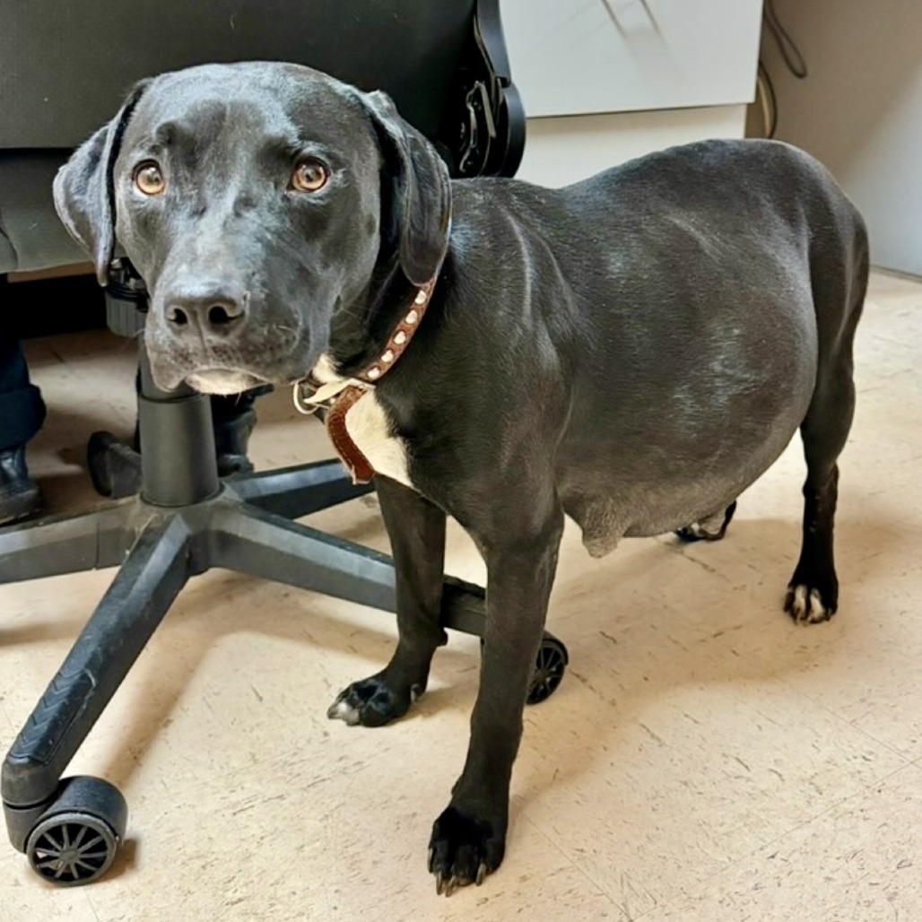 Molly 02-0403