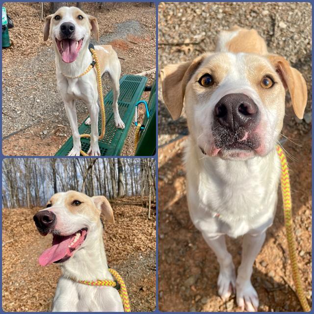MUDDY BUDDY, an adoptable Feist, Black Mouth Cur in Clyde, NC, 28721 | Photo Image 1
