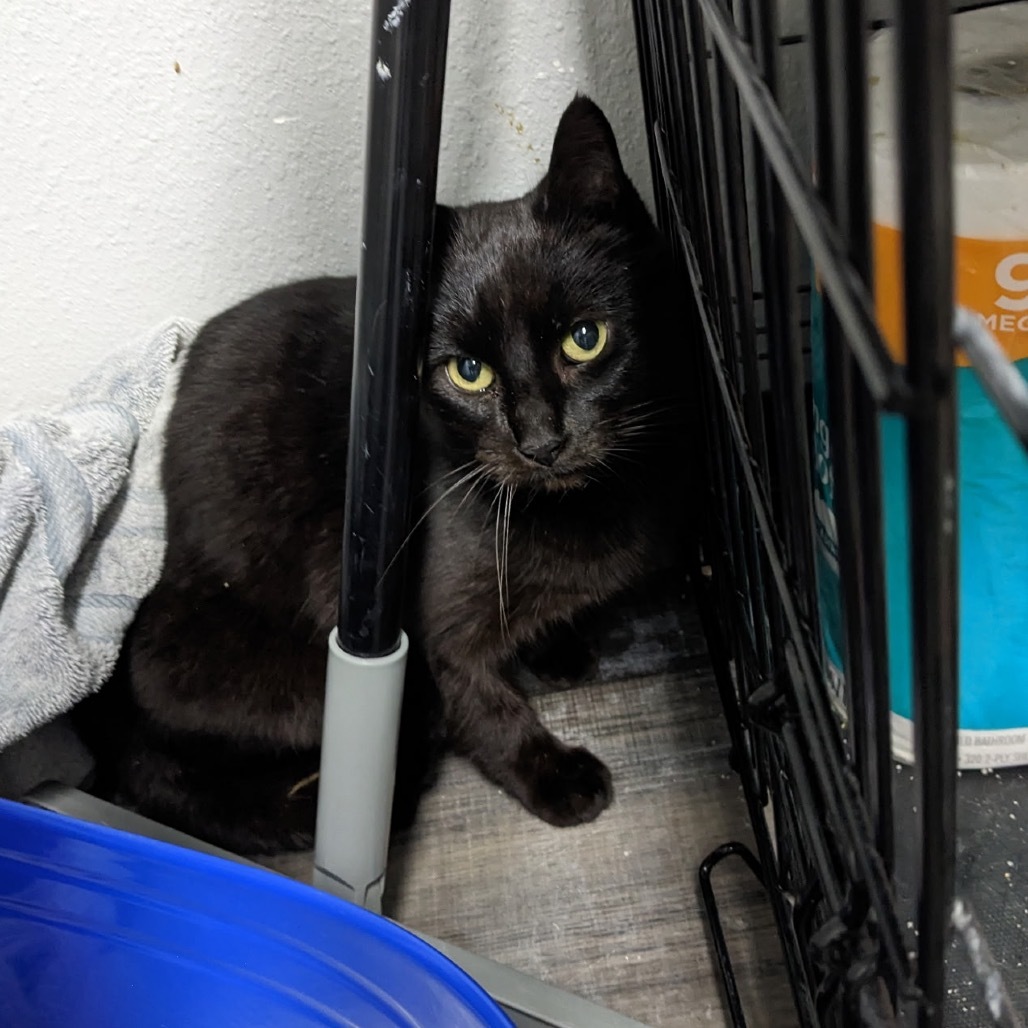 Jackie/Janie, an adoptable Domestic Short Hair in Garfield, AR, 72732 | Photo Image 1