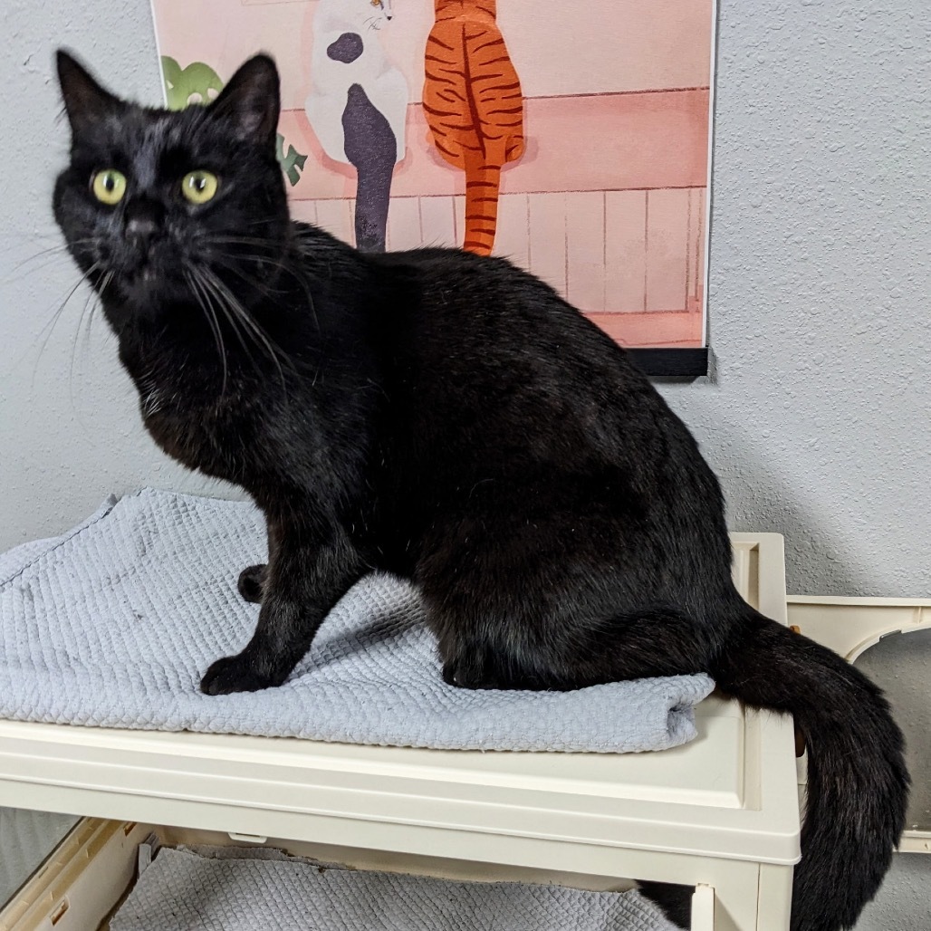 Jessie, an adoptable Domestic Short Hair in Garfield, AR, 72732 | Photo Image 1