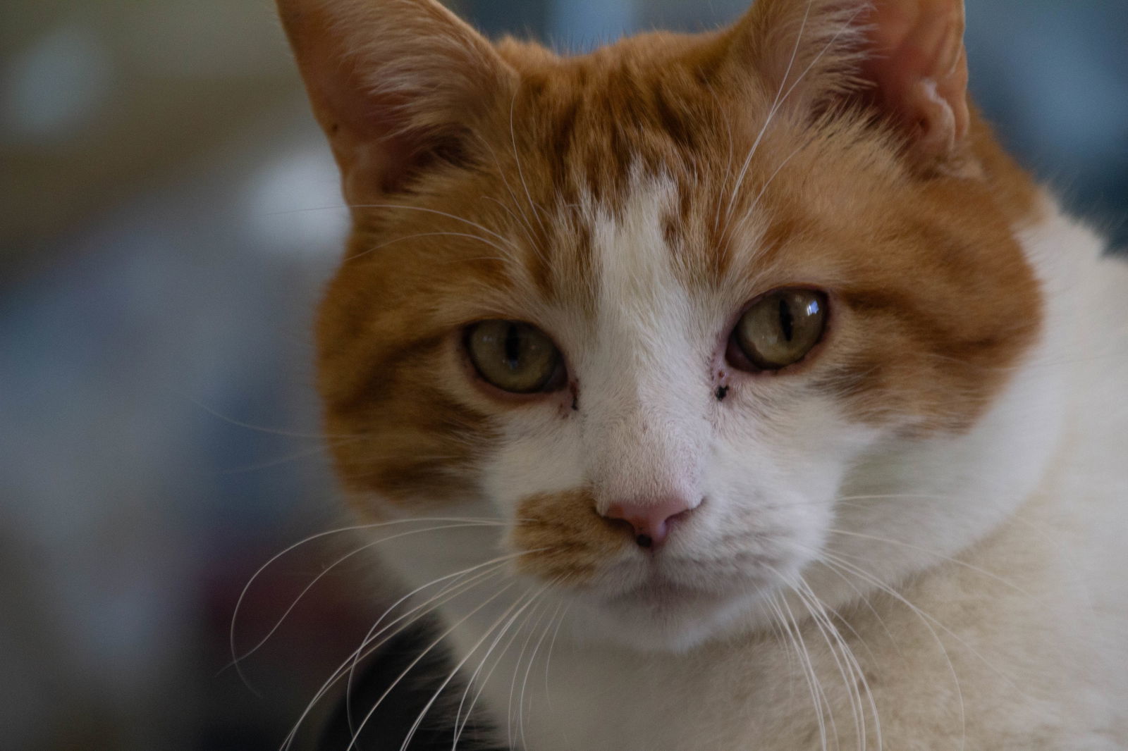 Simon
