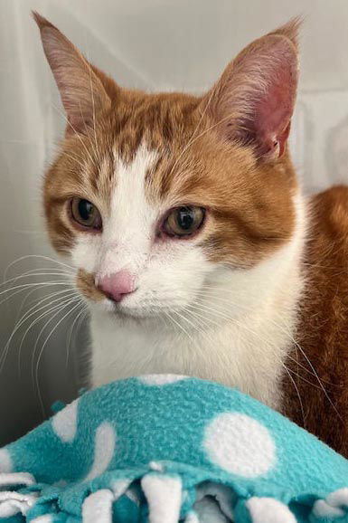 Simon