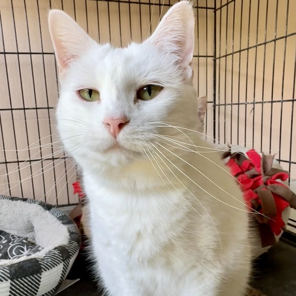 FC08 Snow White, an adoptable Domestic Medium Hair in Mondovi, WI, 54755 | Photo Image 1