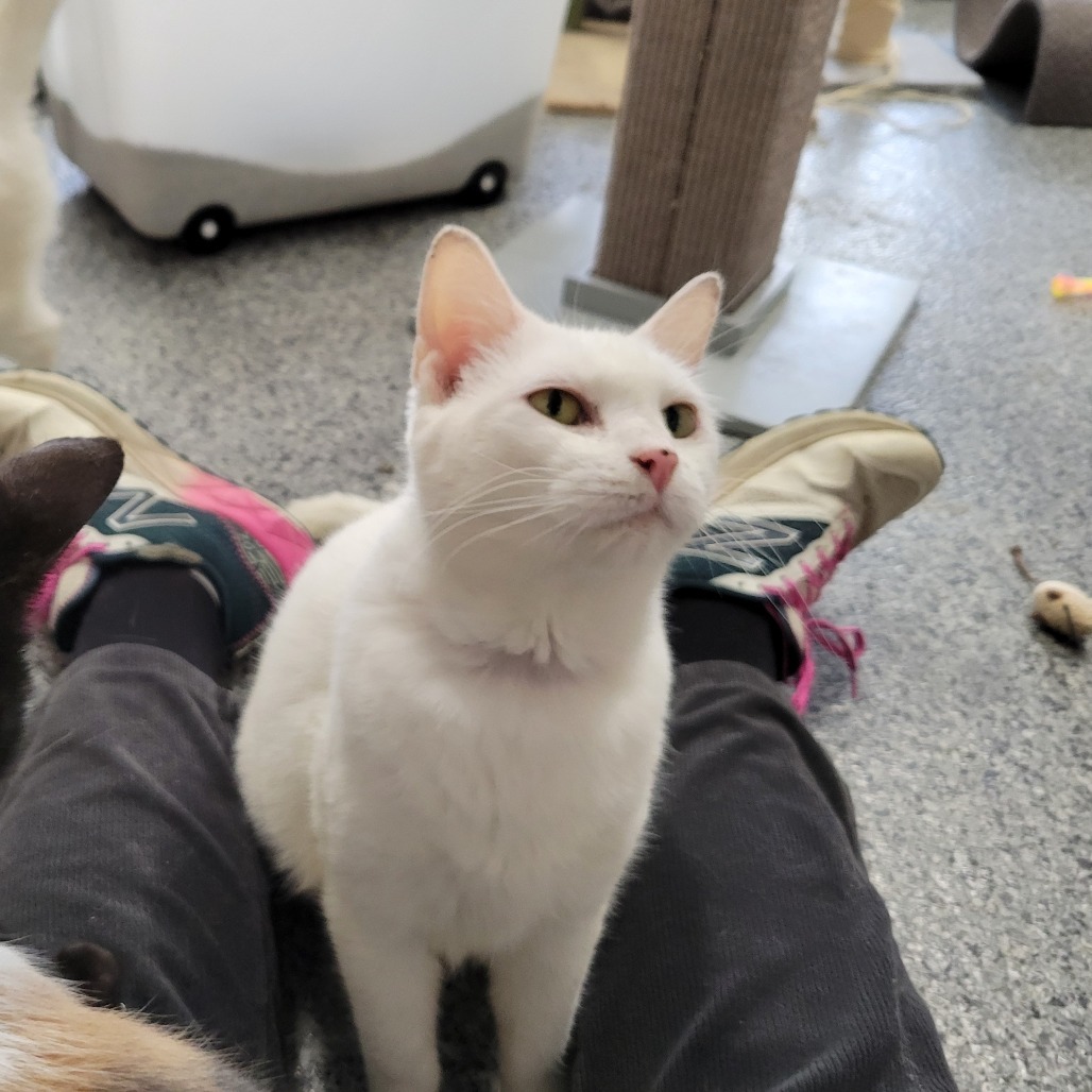 FC08 Snow White, an adoptable Domestic Medium Hair in Mondovi, WI, 54755 | Photo Image 2