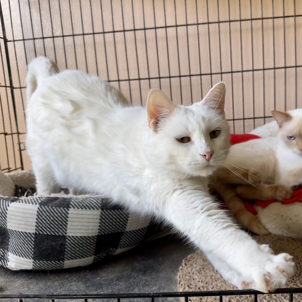 FC08 Snow White, an adoptable Domestic Medium Hair in Mondovi, WI, 54755 | Photo Image 3