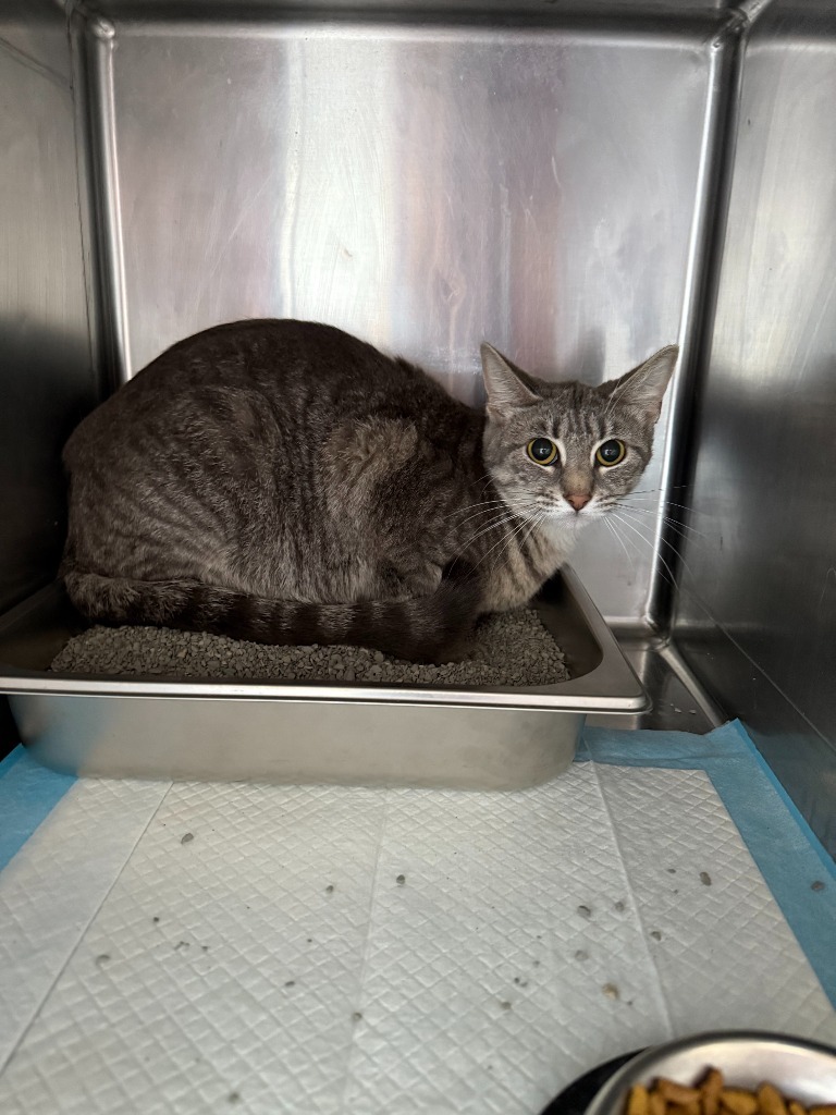 Sally, an adoptable Domestic Short Hair in Brownwood, TX, 76801 | Photo Image 1