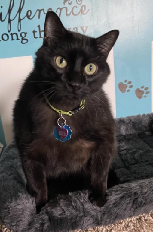 Shiloh, an adoptable Domestic Short Hair in Sandy, UT, 84070 | Photo Image 1