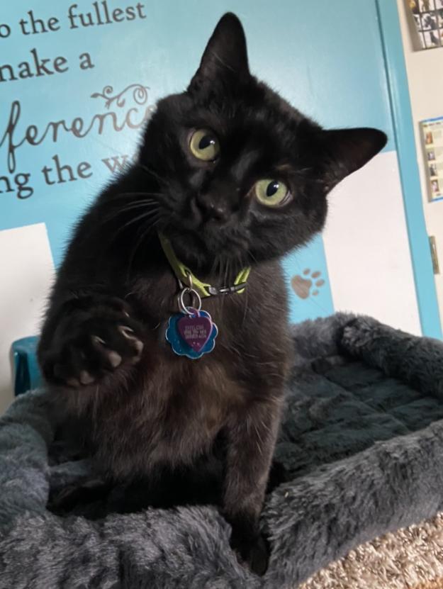 Shiloh, an adoptable Domestic Short Hair in Sandy, UT, 84070 | Photo Image 2