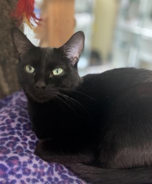 Soy, Adult Female Domestic Short Hair