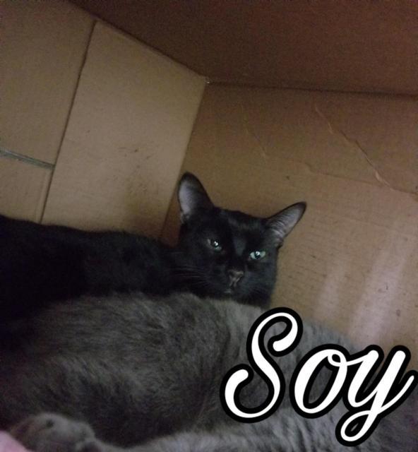 Soy