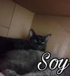 Soy photo 2