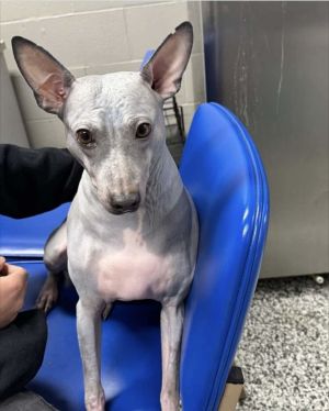 Levi, Adult Male American Hairless Terrier