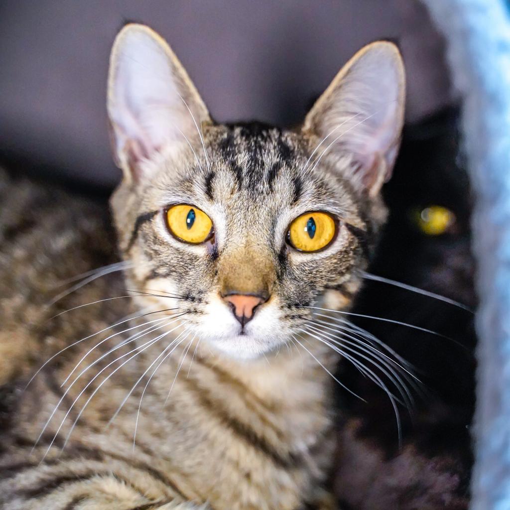 Marlon Brando, an adoptable Domestic Short Hair in Thomaston, ME, 04861 | Photo Image 1