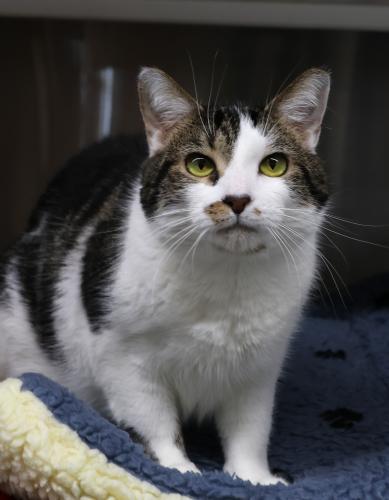 Sam I Am, an adoptable Domestic Short Hair in Thief River Falls, MN, 56701 | Photo Image 1