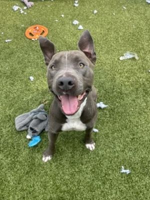 SnapChat, Adult Male Pit Bull Terrier