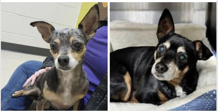 Rocky and Reese