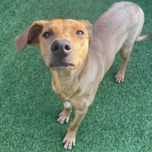 Pina Colada AKA Bimini, Adult Female Mixed Breed