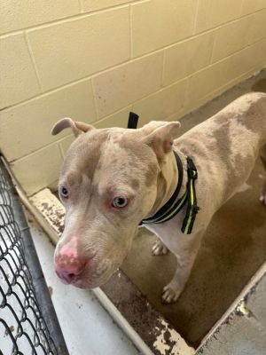 Skylar, Adult Male Mixed Breed