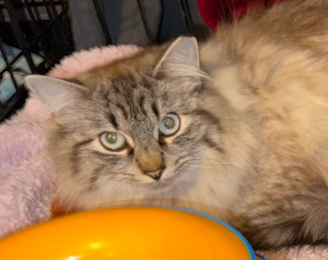 Tinsel, an adoptable Ragdoll, Domestic Long Hair in Brownsville, PA, 15417 | Photo Image 1