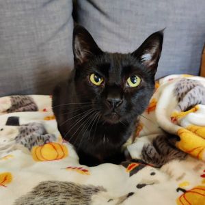 Meet Twyla the sweetest little shadow youll ever meet This petite black beaut