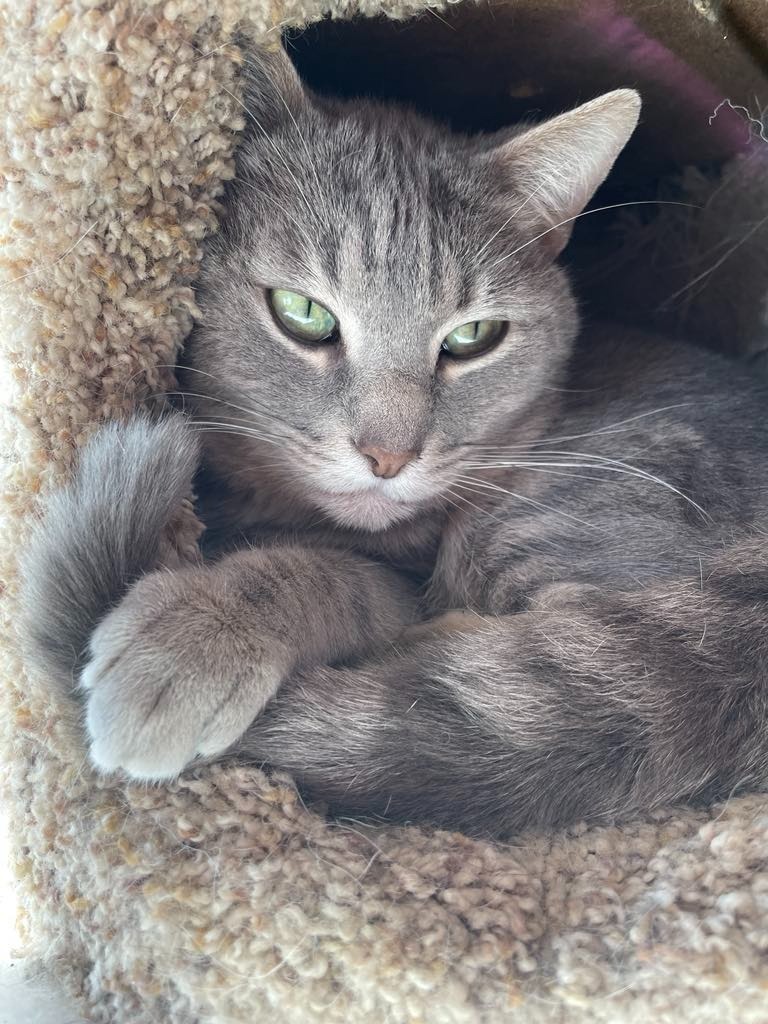 Swizzle, an adoptable Domestic Short Hair in Ogden, UT, 84409 | Photo Image 1