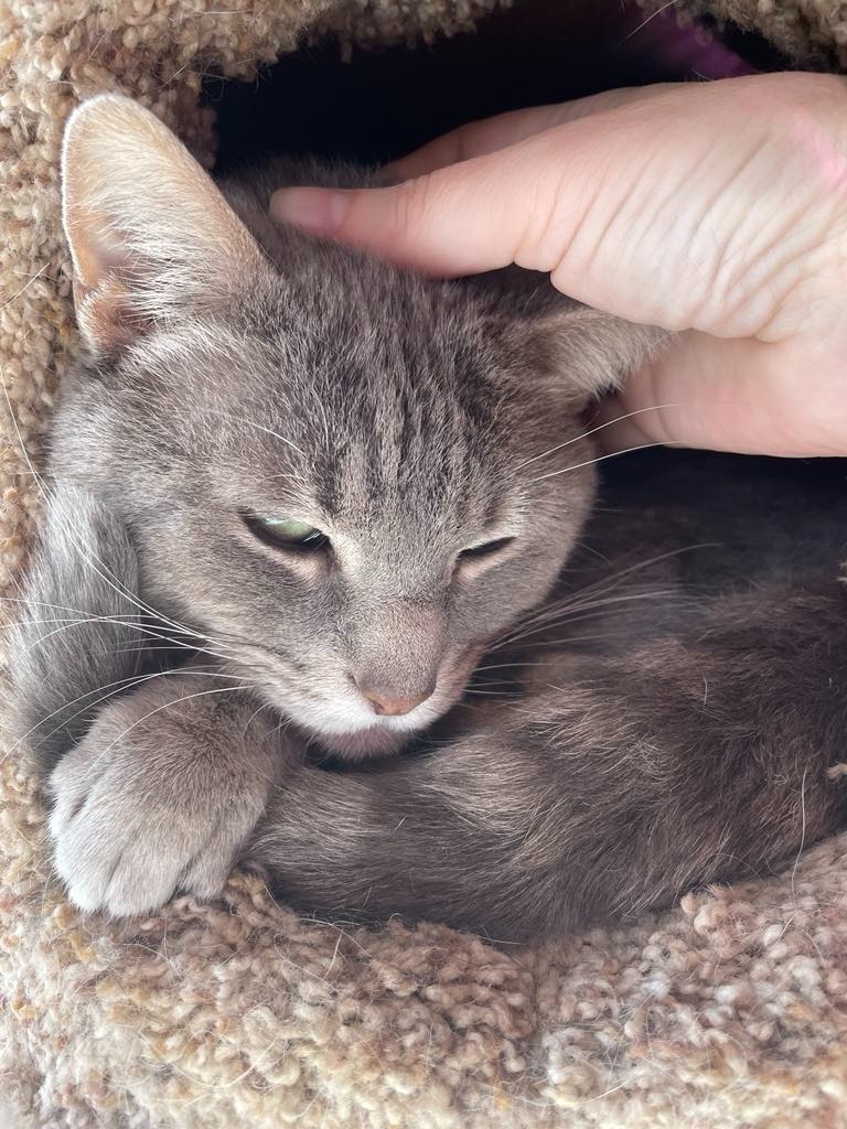 Swizzle, an adoptable Domestic Short Hair in Ogden, UT, 84409 | Photo Image 2