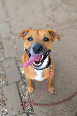 Vinny, Adult Male Mixed Breed