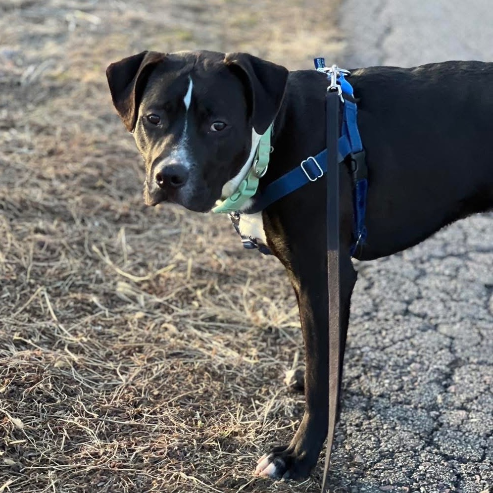 Sir Sheldon, an adoptable Mixed Breed in Mankato, MN, 56001 | Photo Image 2