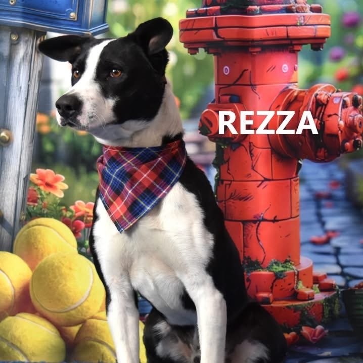 Rezzo 1