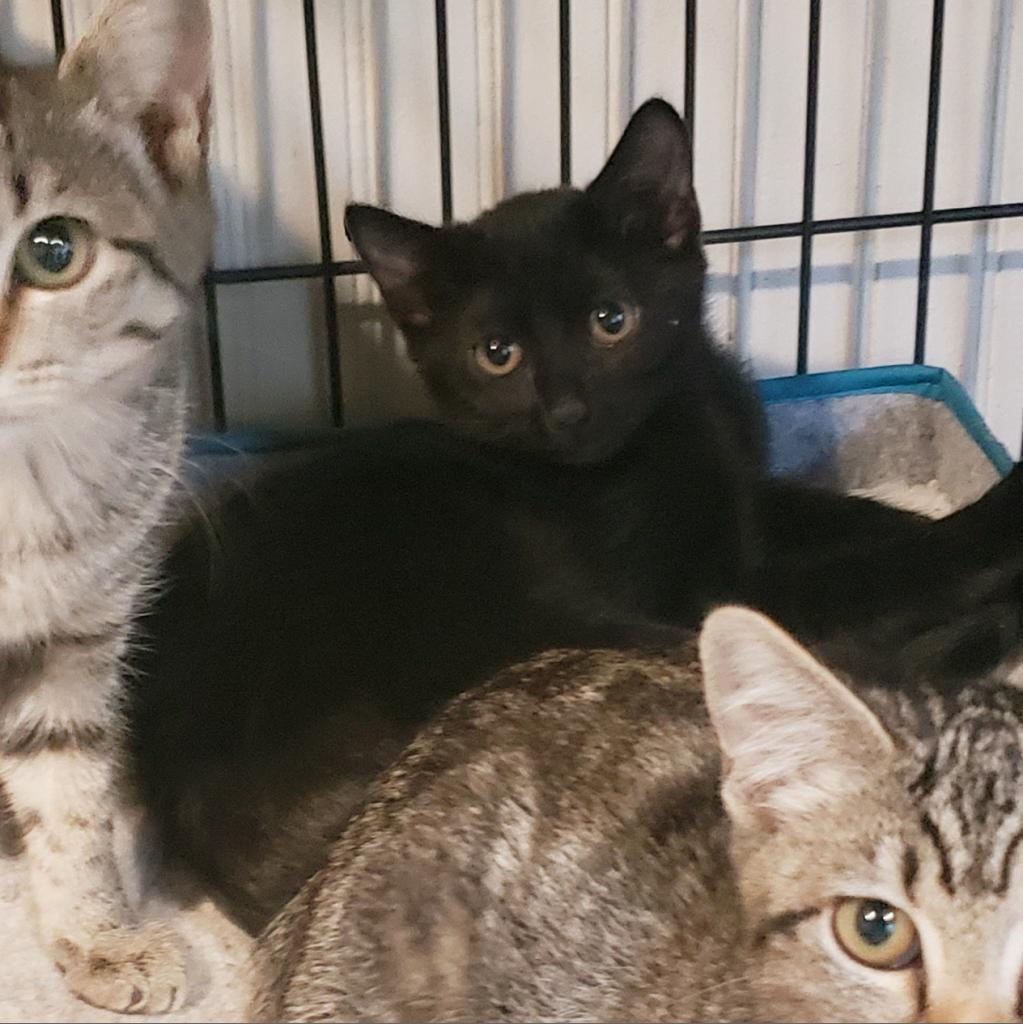 Phoebe, an adoptable Domestic Short Hair in Jacksonville, OR, 97530 | Photo Image 1