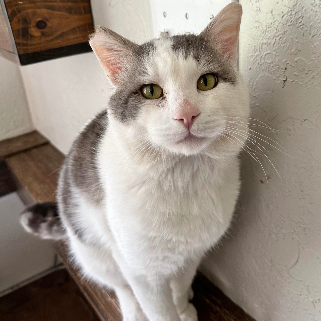 Butch, an adoptable Domestic Short Hair in Jacksonville, OR, 97530 | Photo Image 1