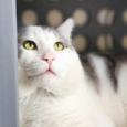Butch, an adoptable Domestic Short Hair in Jacksonville, OR, 97530 | Photo Image 2