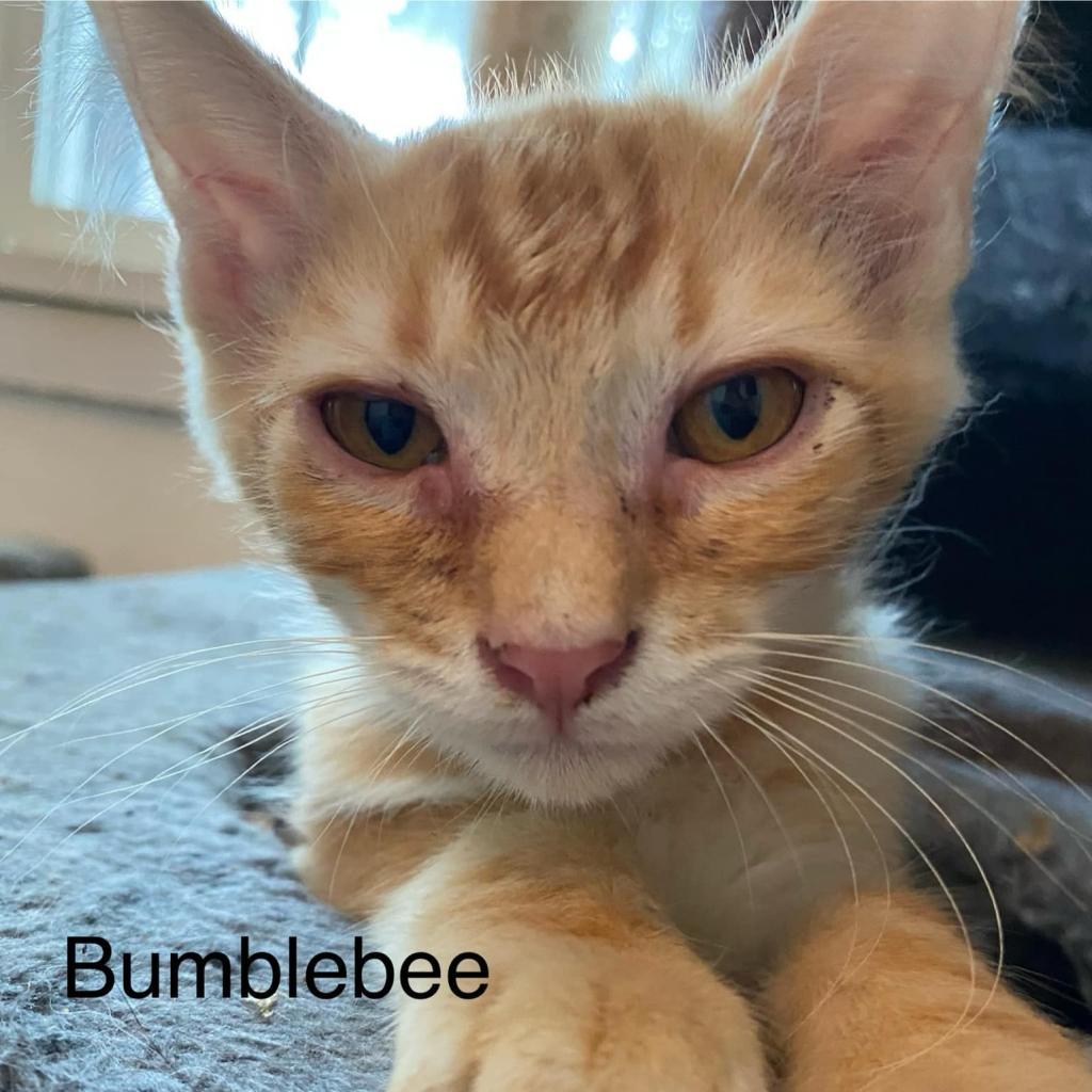 Bumblebee, an adoptable Domestic Medium Hair in Jacksonville, OR, 97530 | Photo Image 1