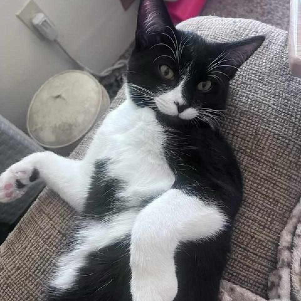 Babadook, an adoptable Domestic Short Hair in Jacksonville, OR, 97530 | Photo Image 1