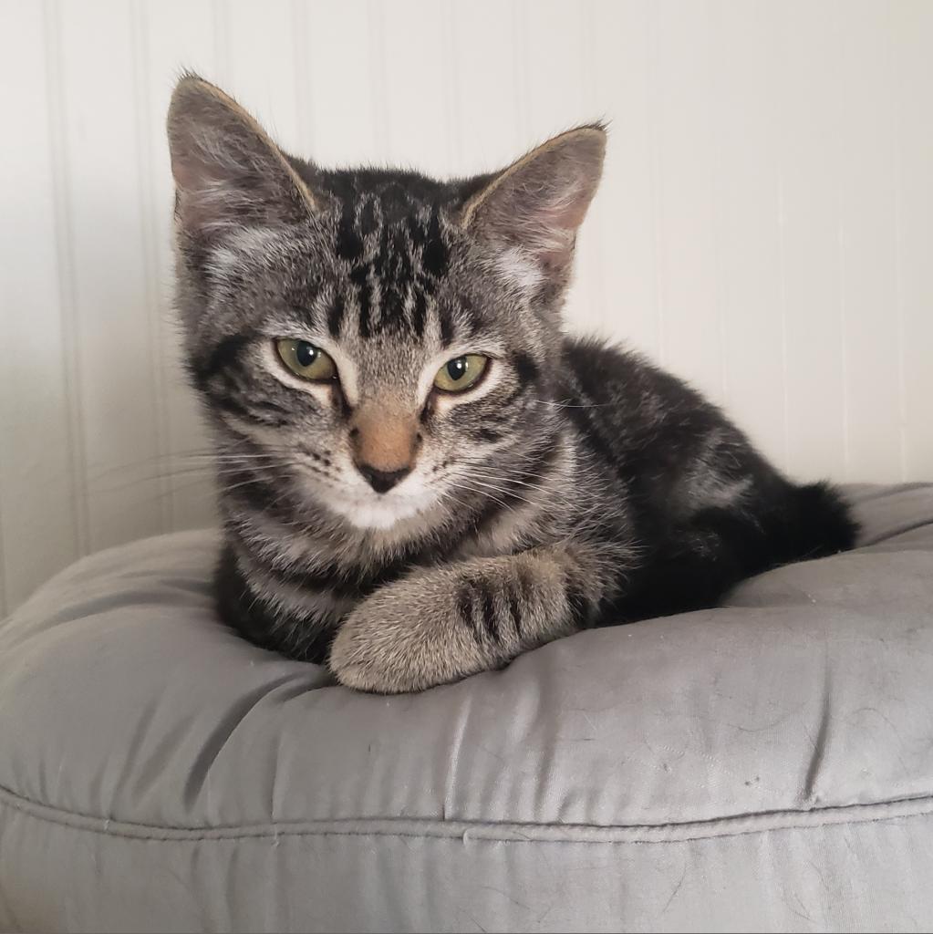 Gabriella, an adoptable Domestic Short Hair in Jacksonville, OR, 97530 | Photo Image 1