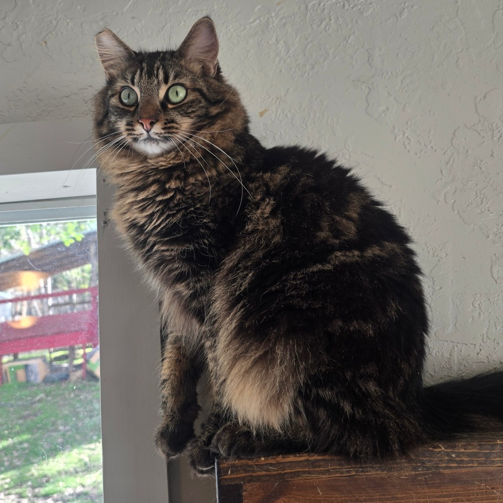 McCully, an adoptable Domestic Long Hair in Jacksonville, OR, 97530 | Photo Image 1